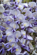 Load image into Gallery viewer, Wisteria floribunda 'Lawrence'