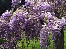 Load image into Gallery viewer, Wisteria floribunda 'Lawrence'
