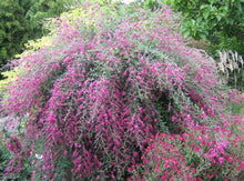 Load image into Gallery viewer, Lespedeza 'Yakushima'