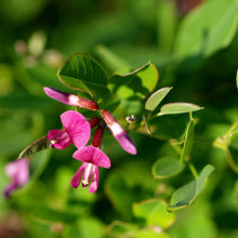 Load image into Gallery viewer, Lespedeza 'Yakushima'