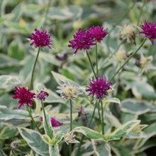 Load image into Gallery viewer, Knautia 'Thunder and Lightning'