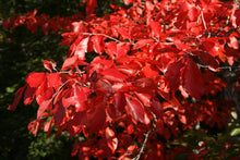 Load image into Gallery viewer, Nyssa sylvatica - Black Tupelo