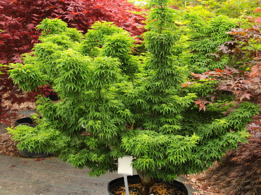 Acer palm. 'Ojishi' - Japanese Maple