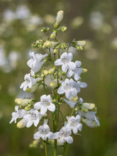 Load image into Gallery viewer, Penstemon digitalis