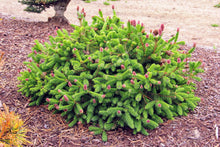 Load image into Gallery viewer, Picea abies 'Pusch' - Pusch Norway Spruce