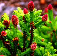 Load image into Gallery viewer, Picea abies 'Pusch' - Pusch Norway Spruce