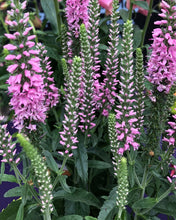 Load image into Gallery viewer, Veronica 'Moody Blues Dark Pink' - Speedwell