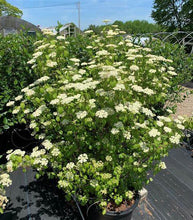 Load image into Gallery viewer, Viburnum dentatum 'Plum Pudding'
