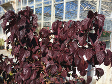 Load image into Gallery viewer, Viburnum dentatum 'Plum Pudding'