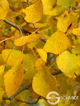 Load image into Gallery viewer, Populus trem 'Prairie Gold' - Quaking Aspen Clump
