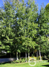 Load image into Gallery viewer, Populus trem 'Prairie Gold' - Quaking Aspen Clump
