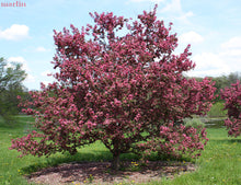 Load image into Gallery viewer, Malus 'Purple Prince' - Crabapple