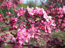 Load image into Gallery viewer, Malus 'Purple Prince' - Crabapple