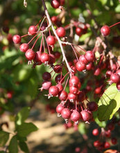 Load image into Gallery viewer, Malus 'Purple Prince' - Crabapple