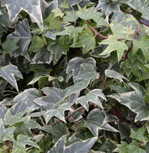 Load image into Gallery viewer, Hedera &#39;White Ripple’

