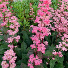 Load image into Gallery viewer, Rodgersia pinnata 'Superba'