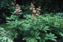 Load image into Gallery viewer, Rodgersia pinnata 'Superba'