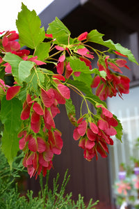 Acer gin. 'Ruby Slippers' - Amur Maple