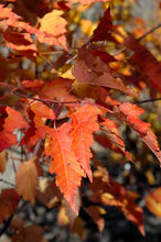 Load image into Gallery viewer, Acer gin. 'Ruby Slippers' - Amur Maple