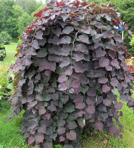 Cercis can. 'Ruby Falls'