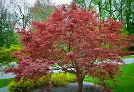 Acer palmatum 'Sherwood Flame' - Japanese Maple