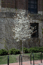 Load image into Gallery viewer, Amelanchier 'Snow Cloud' - Serviceberry