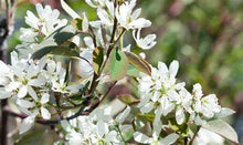 Load image into Gallery viewer, Amelanchier &#39;Snow Cloud&#39; - Serviceberry
