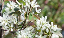 Load image into Gallery viewer, Amelanchier 'Snow Cloud' - Serviceberry