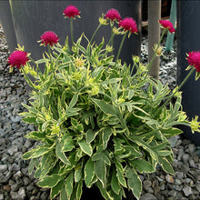 Load image into Gallery viewer, Knautia 'Thunder and Lightning'