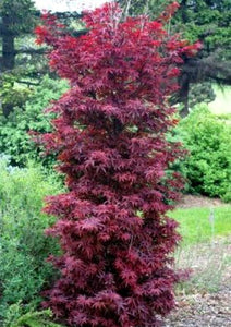 Acer palm. 'Twombly's Red Sentinel' - Japanese Maple