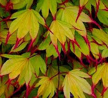 Load image into Gallery viewer, Acer palm. 'Tsuma gaki' - Japanese Maple
