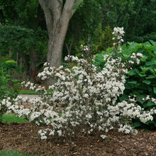 Load image into Gallery viewer, Weigela 'Wine n Spirits'