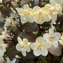 Load image into Gallery viewer, Weigela 'Wine n Spirits'