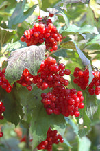 Load image into Gallery viewer, Viburnum 'Wentworth' - American Cranberry Bush