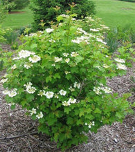 Load image into Gallery viewer, Viburnum 'Wentworth' - American Cranberry Bush