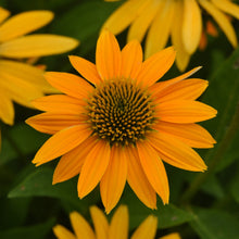 Load image into Gallery viewer, Echinacea 'Yellow Ombre' - Coneflower