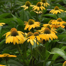 Load image into Gallery viewer, Echinacea 'Yellow Ombre' - Coneflower
