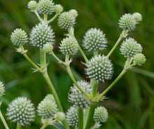 Load image into Gallery viewer, Eryngium yuccifolium - Rattlesnake Master