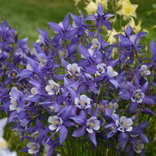 Load image into Gallery viewer, Aquilegia 'Kirigami Blue-White'