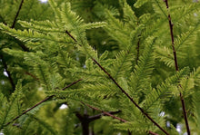 Load image into Gallery viewer, Taxodium distichum - Bald Cypress