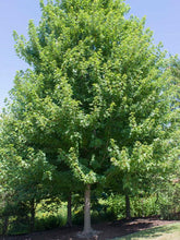 Load image into Gallery viewer, Acer x freemani 'Autumn Blaze' - Freeman Maple