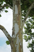 Load image into Gallery viewer, Platanus acerifolia 'Exclamation' - London Plane Tree