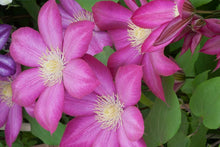 Load image into Gallery viewer, Clematis 'Bourbon'