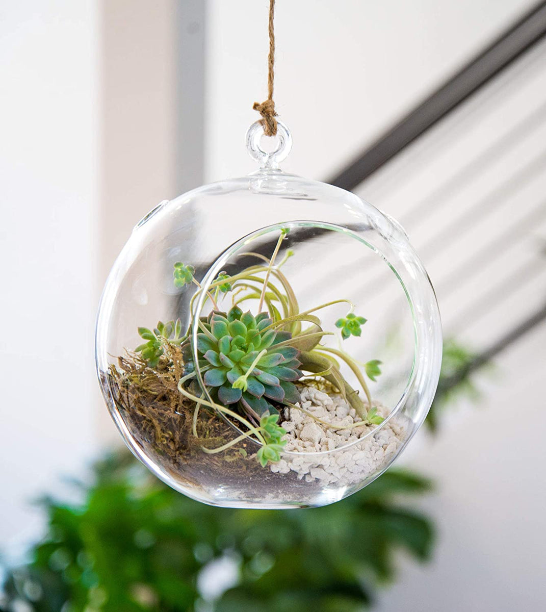 hanging terrarium with plant Hanging Terrarium – Pondside Nursery