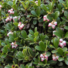 Load image into Gallery viewer, Arctostaphylos uva-ursi 'Massachusetts'