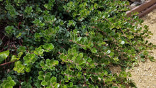 Load image into Gallery viewer, Arctostaphylos uva-ursi 'Massachusetts'