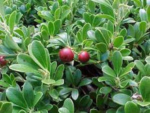 Load image into Gallery viewer, Arctostaphylos uva-ursi 'Massachusetts'