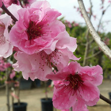 Load image into Gallery viewer, Prunus 'Arctic Babe' - Nectarine
