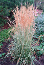 Load image into Gallery viewer, Calamagrostis 'Avalanche'