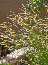 Load image into Gallery viewer, Bouteloua 'Blonde Ambition' - Blue Grama Grass